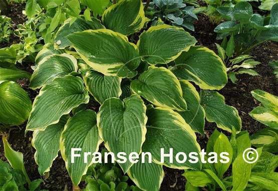 Hosta Gone With the Wind